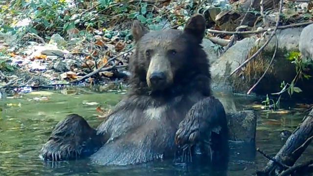 A wild black bear sits in a natural water pool surrounded by forest debris and rocks.