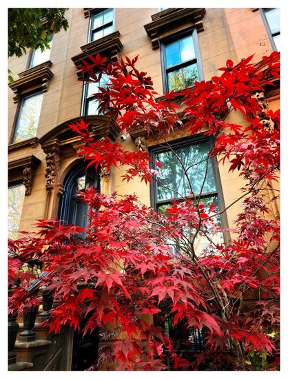 Photo of the front of a brownstone apartment building, taken from street level looking slightly up and at an angle. Rows of tall rectangular windows reflect a blue sky with clouds and some trees across the way. To the left, steps flanked by iron banisters lead up to a black arched door under an elaborate arched pediment. The window closest to camera is framed by the vivid red leaves of a Japanese maple in the apartmentâs front yard. The image is dominated by warm tones of red and brown.