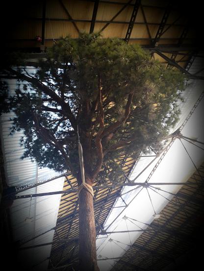 Arbre DANS la gare st charles de Marseille