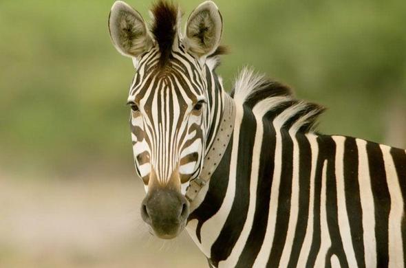 Close-up of a plains zebra with distinctive black and white striped pattern against a blurred green background.