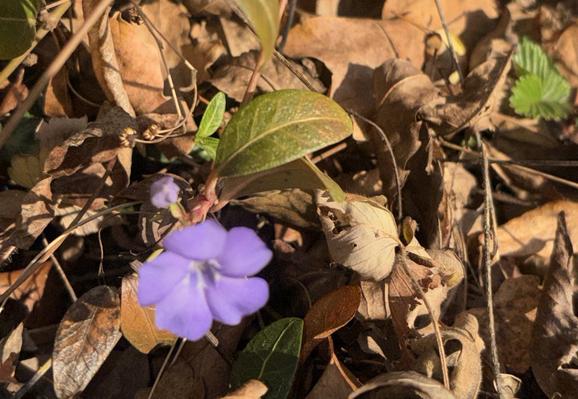 Lilafarbene Blüte von Vinca minor.