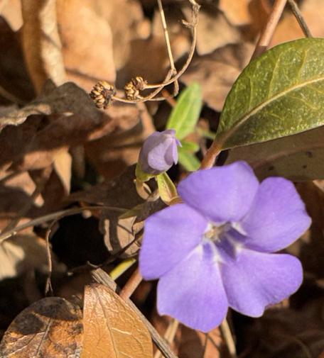 Lilafarbene Blüte von Vinca minor.