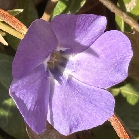Lilafarbene Blüte von Vinca minor.