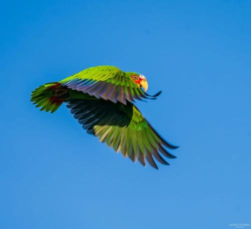 A White-fronted Amazon parrot in flight.