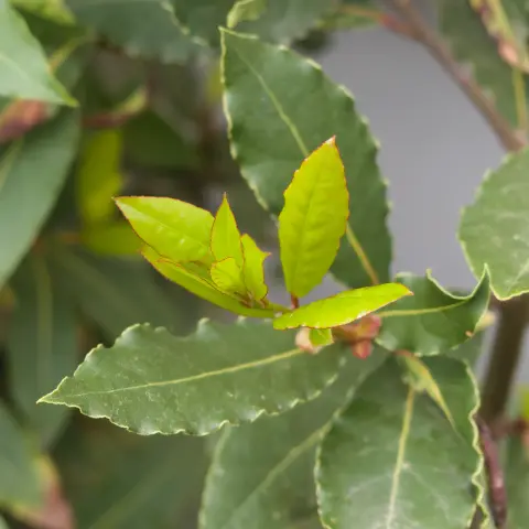 Hellgrüne, junge Blätter an einem Lorbeer, rundherum ältere Blätter in dunklerem Grün.