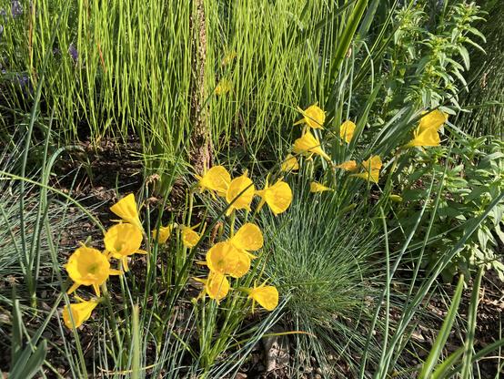 bright yellow flowers amidst slender green grasses, in the sun.   Photo from a public garden last spring.  I believe the flower is Wild daffodil.
