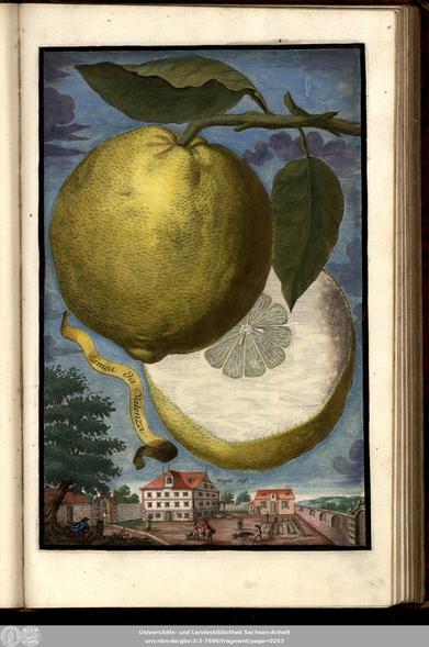 Another image from the mentioned book about famous citrus fruits of Nuremberg (VD18 14760916).