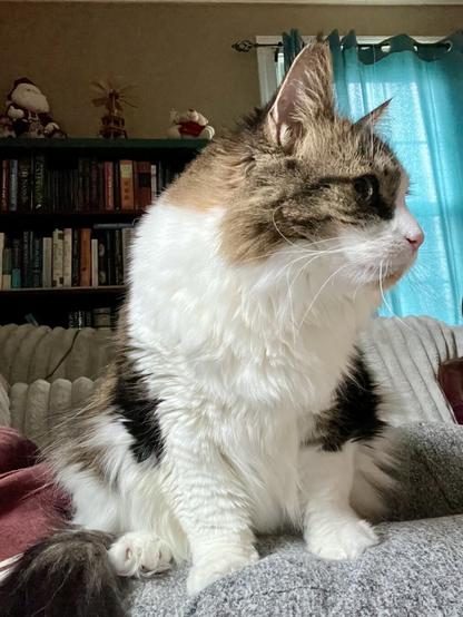 A fluffy cat sits on a couch, facing sideways, with a backdrop of bookshelves and teal curtains. The cat has a mix of white and brown fur.