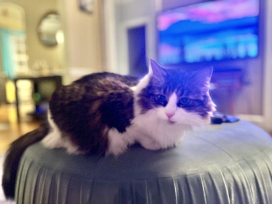 A fluffy cat with a mix of brown and white fur is lounging on a soft, light green surface. The background features a dimly lit room with a blurred television displaying colorful scenery.