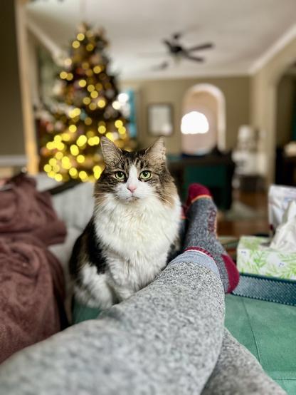 A fluffy cat sits close to a person's legs, which are covered in gray sweatpants. In the background, a decorated Christmas tree with soft lights is visible, adding a festive atmosphere to the cozy setting.