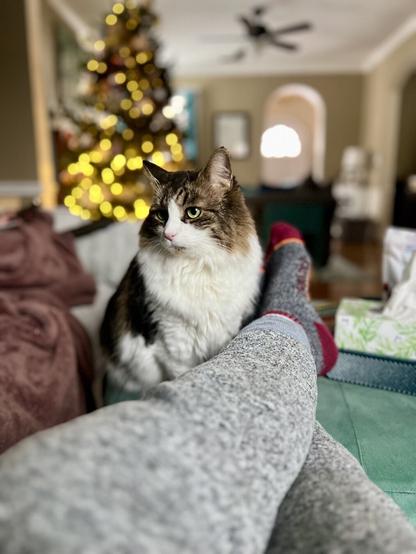 A cozy indoor scene featuring a fluffy cat sitting beside a person whose legs are visible. In the background, a Christmas tree adorned with lights and decorations creates a festive atmosphere. The setting suggests comfort and relaxation.
