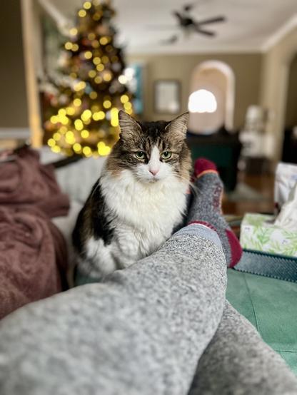 A cozy indoor scene featuring a cat sitting near a person’s legs, with a decorated Christmas tree in the background. Soft rugs and holiday decorations are visible, creating a warm atmosphere.