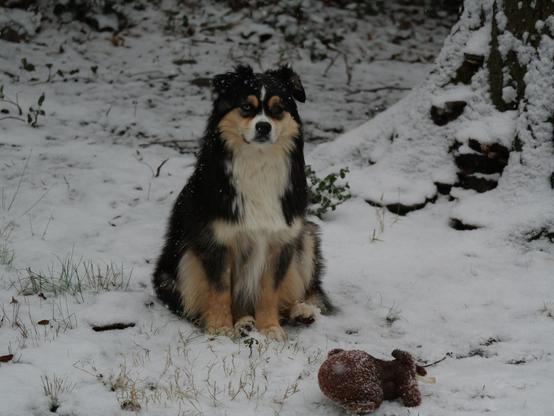 A snowy scene with a dog in the center of the picture. The dog has black, white, and caramel colored long fur. It is seated in front of a small stuffed toy.