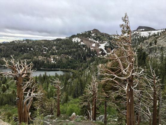 Bare (probably dead) bristlecone pine trees stand on a steep mountainside above Red Lake at Carson Pass in the Sierra Nevada mountains. The trees are gnarled and bare, but majestic and strong. There are patches of snow on the mountains and the sky is gray and overcast. Highway 88 at Carson Pass, California.