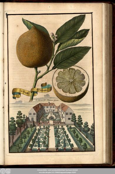 Another image from the mentioned book about famous citrus fruits of Nuremberg (VD18 14760916).