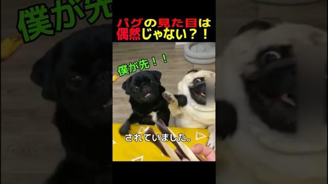 パグの見た目は偶然じゃない？！　#パグ #笑える #癒し #パグのいる生活 #犬のいる暮らし #犬好きさんと繋がりたい #元気になる動画