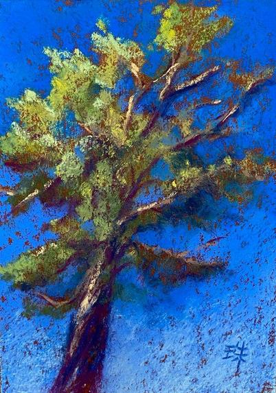 Looking up at a tall pine tree that's standing against blue sky. Textured.