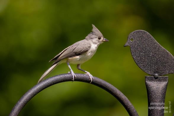 A very young, gangly-legged gray songbird with a crest and pale breast curiously investigates the cartoonish silhouette of a bird atop a feeder pole, mirroring its pose.