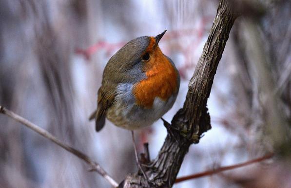 Gros plan sur un Rouge gorge posé sur un sarment de vigne, il semble s'intéresser de près à ce qui se passe au sol