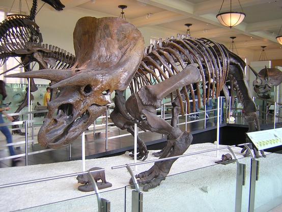 Skeleton of Triceratops dinosaur. It has three horns and a shield-like frill on its head.