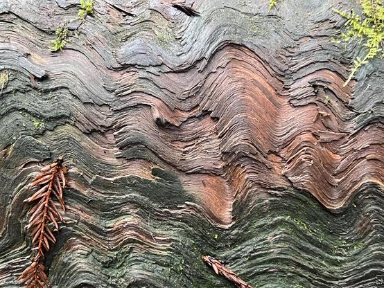 Here is a fairly common scene in the redwood forest - a redwood root with a fallen spray of needles (lower left) and green colors of mosses (or lichens or ? not sure) along with the more reddish colors of the exposed root (center right). This photo is from Wednesday morning, with a bit of sun making its way through the canopy and a bit of moisture to help bring out the colors. For scale, this is approximately seven or eight inches wide. The wave pattern extends throughout the length of the root.