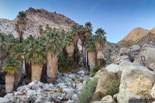 A desert oasis nestled in rocky terrain features a dense cluster of tall California fan palm trees (Washingtonia filifera) with shaggy, skirted fronds. The palms rise from a sandy basin surrounded by large, sunlit boulders and rugged, arid mountains under a cloudless blue sky.