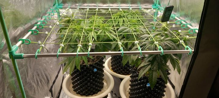 Blick in ein Indoorgewächshaus in dem man 3 Cannabispflanzen sieht die sich im Wachstum befinden, ein sogenanntes Scrognetz ist auch zu erkennen mit dem die Pflanzen weiter in die Breite geführt werden sollen