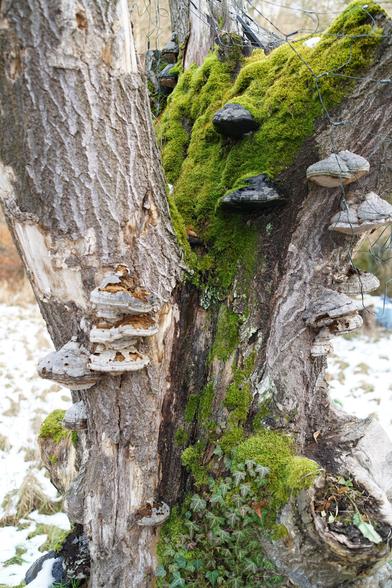 Stark mit Baumpilz bewachsener Stumpf