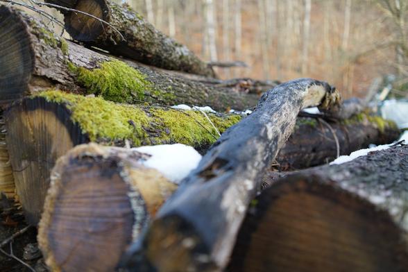Stämme mit Moos und kleinen Schneeresten