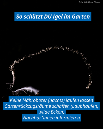 Bild: Silouhette eines Igels bei Nacht
Text: Keine Mähroboter (nachts) laufen lassen / gartenrückzugsräume schaffen (Laufhaufen, wilde Ecken) / Nachbar*innen informieren.