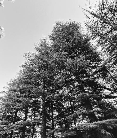 Monochrome picture of tall pine trees viewed from low angle with dark vertical trunks and horizontal layered branches with dense needle foliage; two large trees dominate center, with partial views of similar trees on left; upper right corner displays bare skeletal branches of leafless tree; all under pale gray sky