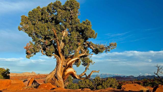 Jazzed for juniper - © Smit / Shutterstock