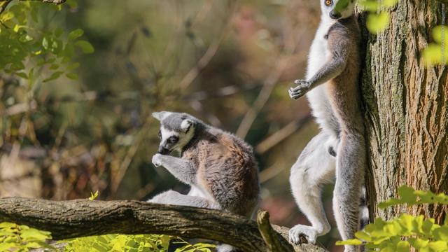 Zwei Ringelschwanzlemuren sitzen an einem sonnigen Tag hoch oben in einem Baum. (Foto: IMAGO, IMAGO / imagebroker)