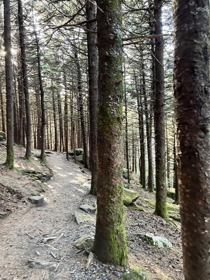 On the left side of the picture, a dirt path curves in a wooded area. The trees are evergreen fir trees. The base of each tree is covered in moss. The trees have no branches on the lower portion of the tree, but the canopy above prevents much light from filtering through. The day is sunny and although not a lot of light filters through the atmosphere of the picture is not oppressive, but is somewhat uplifting.