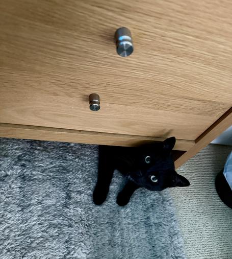 Black cat, mostly under a bedside table, front paws and head poking out, staring at the camera.