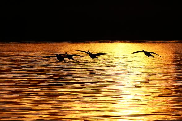 Four Canada geese in silhouette coming in to land on a lake water with ripples glowing yellow and gold from sunset light.