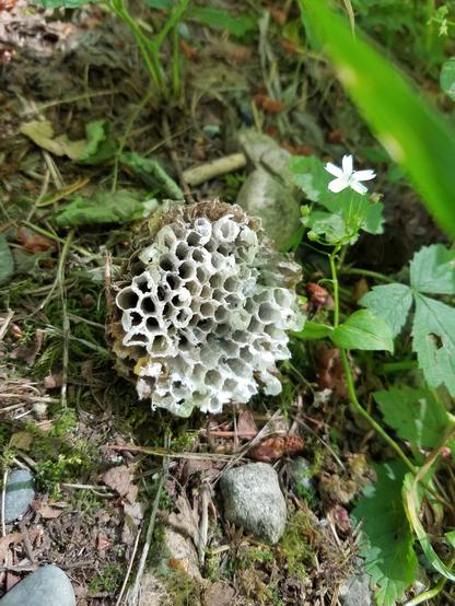 An old wasp nest on the ground after every egg has hatched. There is a tiny white flower blooming beside it.