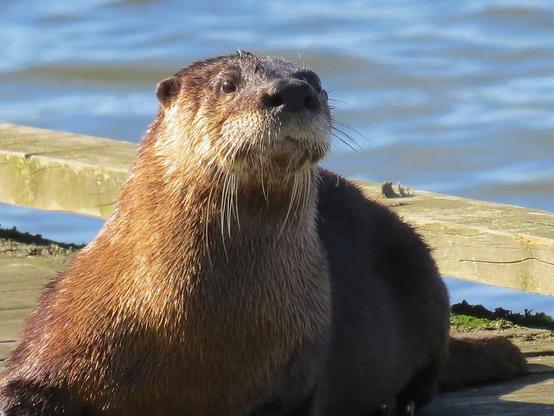 A picture of an otter.