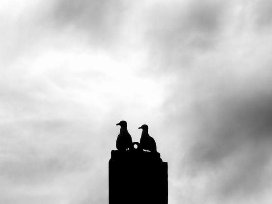 two seagulls sitting on a pole