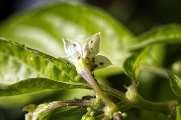 Nahaufnahme einer Chili-Blüte von unten. Zahlreiche Blattläuse krabbeln darauf herum.