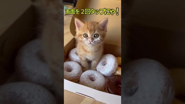 ドーナツを盗み食いしてバレてしまった子猫