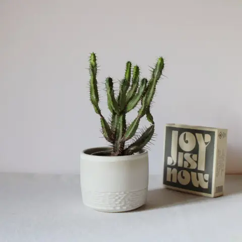 PotsbyNives - Handmade White Ceramic Succulent
https://www.nivesratkajec.com/#New
. . . . . .
https://greetingsfromaw.blogspot.com/
#Ceramic
#Pottery