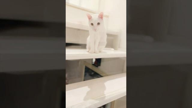 保護子猫ぴよ＆そらん112 （ぴよたまちゃん）#保護猫 #猫 #cat #kitten #子猫 #猫部