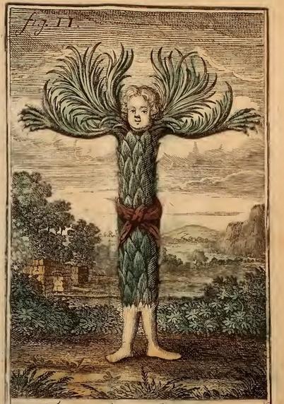 Human form of a tree in Nicolai Klimii iter svbterranevm : novam tellvris theoriam ac historiam qvintae monarchiae adhvc nobis incognitae exhibens e bibliotheca B. Abelini (1741) by Holberg, Ludvig, 1684-1754; Mentzel, Johann Georg, 1677-1743
