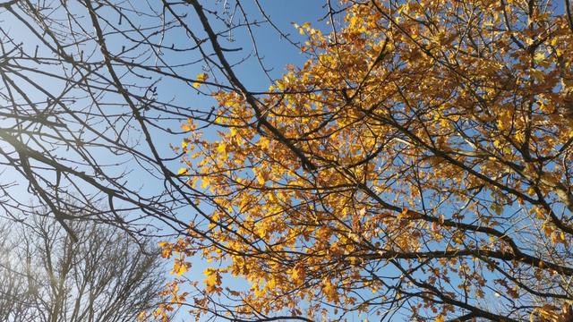 Thin branches against a blue sky. On the left, a batch of leafless ones, just the pattern of twiggy lines. On the right, bright yellow leaves glowing in the sun. In the distance, the top of one more round tree.