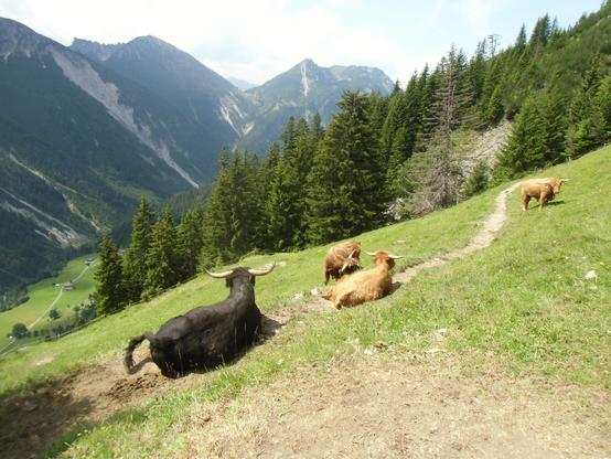 Hochlandrinder liegen auf einem schmalen Wanderweg, links geht es steil hinunter ins Tal, dahinter Bäume und Berge