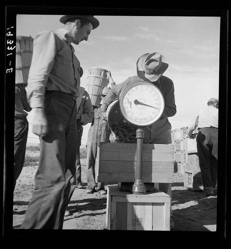 The image is a black and white photograph capturing a moment of manual labor. In the foreground, there is a scale with a round white face on it, indicating that it is being used to measure weight. A man stands next to the scale, actively involved in the task at hand. Behind him, two other men are engaged in loading or unloading goods into barrels or crates. The environment suggests an outdoor setting, likely a farm or warehouse, with visible structures and machinery in the background.

The text on the image reads "© 2018 - JAMES OWENS PHOTOGRAPHY" indicating that James Owens took this photograph in 2018. The use of black and white photography adds a timeless quality to the scene, suggesting it could be from any era when such manual labor was commonplace. The people in the image are dressed in clothing typical for agricultural or industrial work, with one man wearing a hat, possibly for sun protection.

The focus is on the human interaction with the scale and the physical task of loading/unloading goods, which gives the photo a sense of narrative and storytelling about labor and industry. The absence of color allows the viewer to focus more on the composition and subject matter rather than distractions from colors within the scene.