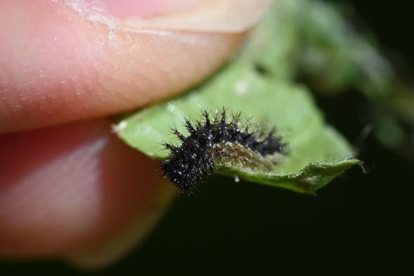 A photo of my handing hold a nettle leaf with a small, black spiky caterpillar. It's probably an Australasian yellow admiral, since NZ red admirals don't like this host plant as much, although the two species are hard to tell apart when this young.