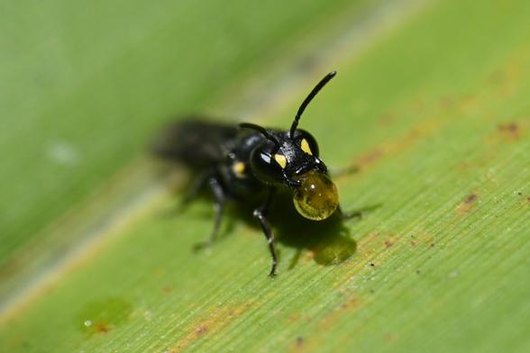 A photo of a small black bee with yellow markings on its face. It's sitting on a lead and it's got a ball of nectar in its mandibles that it was drawing in and out of its mouth (why I don't yet understand).