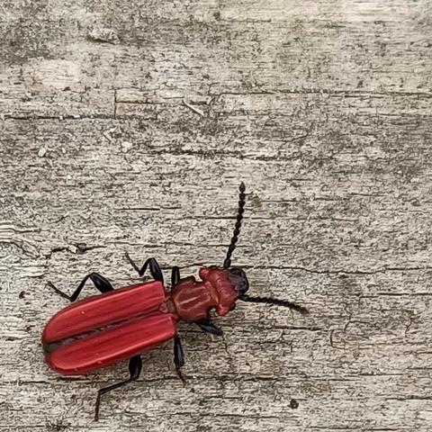 auf einer grau verwitterten holzoberfläche krabbelt ein auffällig roter käfer länglicher bauform. die deckflügel sind abgeflacht, etwas metallisch glänzend rot, leicht längsgerillt, hinten abgerundet, aber vorne am übergang zum mittleren körperteil völlig gerade, rechtwinklig abgegrenzt. das mittlere körpersegment und der kopf sind etwas dunkler rot und irgendwie knubbelig, das mittelteil hat eine eingedrückte rinne oben in der mitte. es ist schmaler als der hinterleib mit den deckflügeln, auch ein wenig schmaler als der kopf, der trapezförmig nach vorne zuläuft und dunkler wird, die mundwerkzeuge sind fast schwarz. auch die beine und fühler sind schwarz.